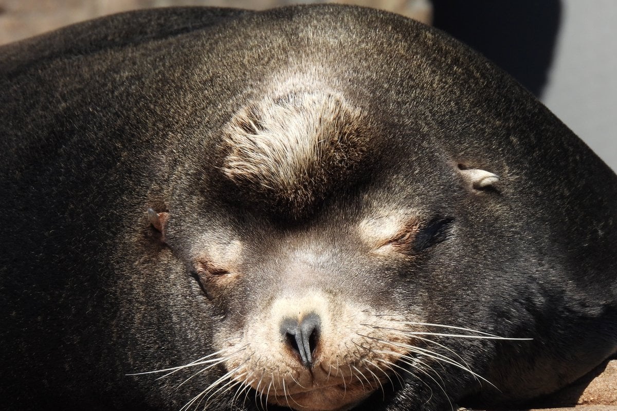 New York Aquarium - Gallery Image 2